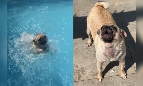 Cachorrinha faz escândalo após ser 'expulsa' da piscina; veja o vídeo