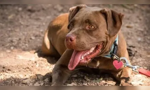 Mulher abre portão e pitbull ataca cachorro de vizinho em Apucarana
