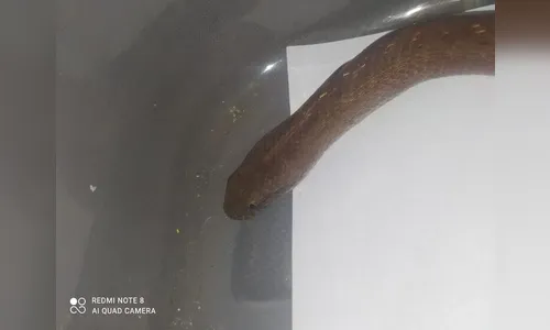 Cobra é encontrada em bairro de Apucarana e biólogo alerta moradores