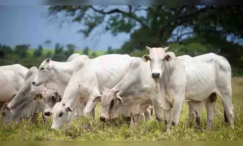 PM registra desaparecimento de nove cabeças de gado no Vale do Ivaí