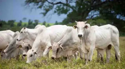 Todos animais que sumiram tinha a  marca 3M