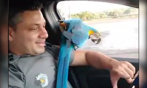 Arara entra em viatura, reencontra PMs e os 'ajuda' em ronda; vídeo