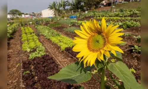 Economia Solidária de Apucarana é referência para todos no Paraná
