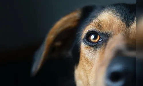 Morador de Apucarana acusa vizinho de atear fogo em cachorro