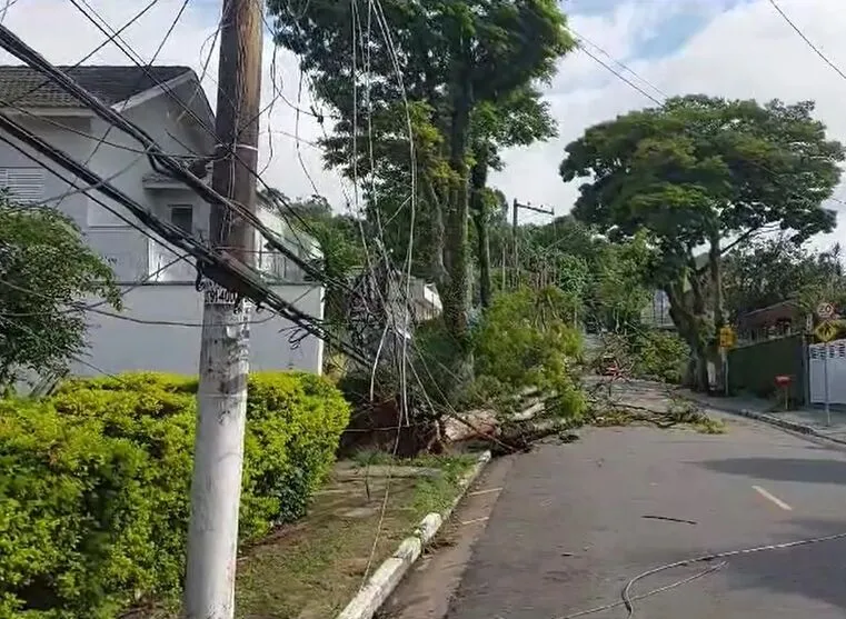 Árvore que caiu sobre a fiação elétrica na rua Manoel Moraes Ponte, na Zona Norte de SP
