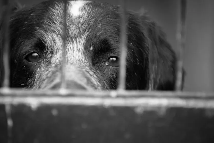 Cachorro foi atendido por veterinário do município, segundo PM