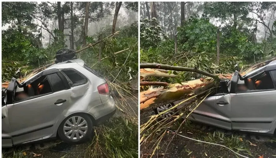 Carro era ocupado por cinco pessoas quando foi atingido por eucalipto