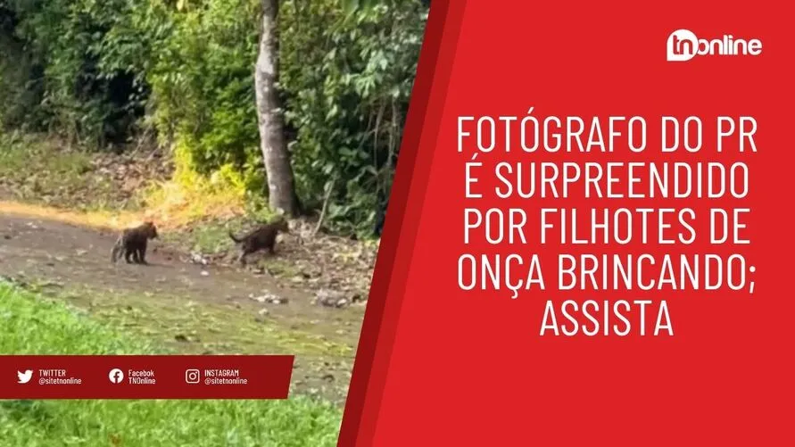 Fotógrafo do PR é surpreendido por filhotes de onça brincando; assista