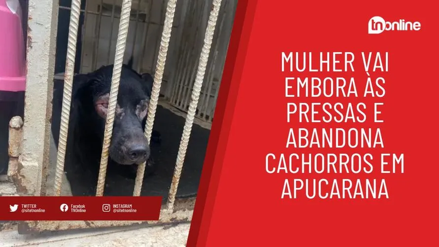 Mulher vai embora às pressas e abandona cachorros em Apucarana