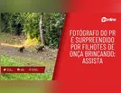 Fotógrafo do PR é surpreendido por filhotes de onça brincando; assista