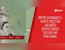 Impressionante: vídeo mostra jacarés disputando sucuri no Pantanal