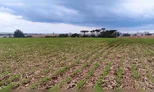 Excesso de chuva pode afetar lavouras de soja na região