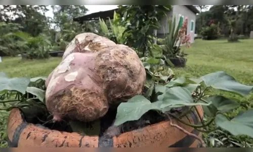 Moradora do PR colhe batata-doce de 5,7 kg: 'Plantei com carinho'