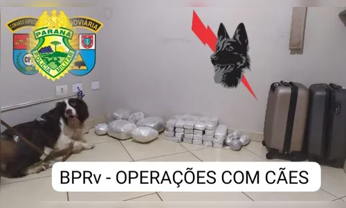 Cão Airon encontra 25 kg de droga dentro de malas no PR; assista