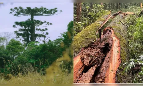 Com 750 anos, maior araucária do Paraná é derrubada por vendaval