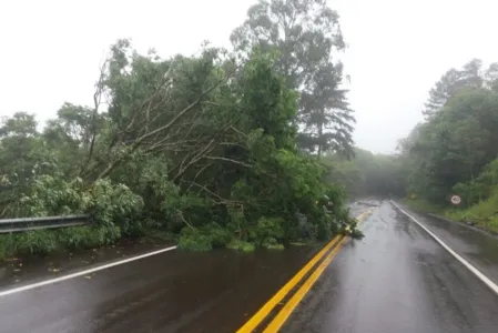 Árvore caiu sobre rodovia no Paraná