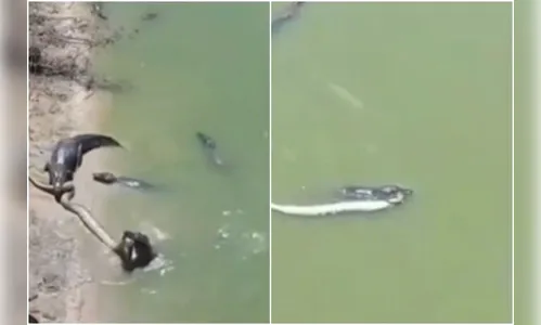 Impressionante: vídeo mostra jacarés disputando sucuri no Pantanal