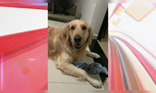 Família oferece R$ 10 mil para quem encontrar cachorro desaparecido