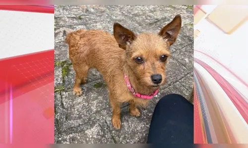 Professor é suspeito de espancar e matar cachorra na frente de criança