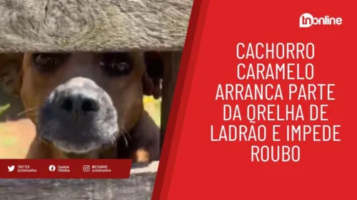 Cachorro caramelo arranca parte da orelha de ladrão e impede roubo