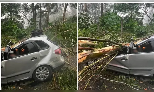 Árvore atinge carro durante temporal e mata dois colegas de trabalho