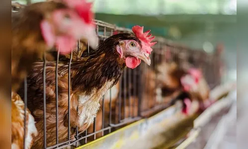 Apucarana tem mais de 3 milhões de galinhas; veja outros animais