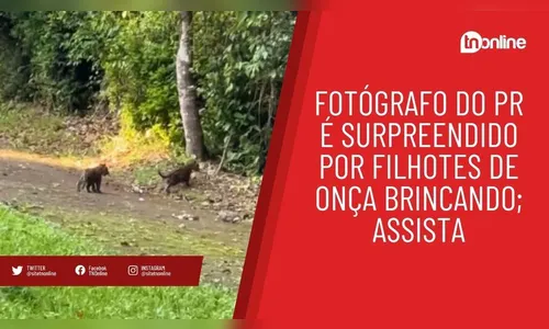 Fotógrafo do PR é surpreendido por filhotes de onça brincando; assista