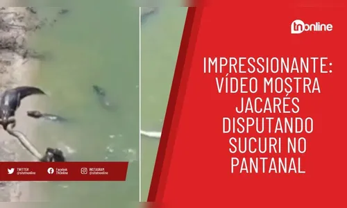 Impressionante: vídeo mostra jacarés disputando sucuri no Pantanal