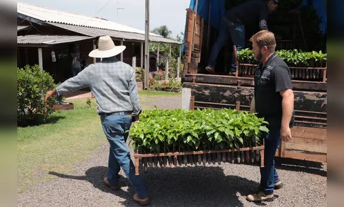 Jardim Alegre distribui mais de 15 mil mudas aos cafeicultores