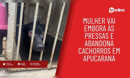 Mulher vai embora às pressas e abandona cachorros em Apucarana