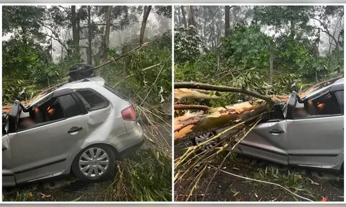 Árvore cai sobre carro e provoca a morte de duas pessoas em SP