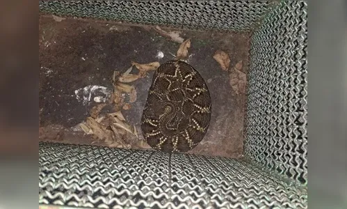 Cobra cascavel é encontrada dentro de armário no Noroeste do PR; veja