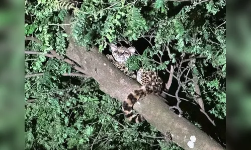 Filhote de jaguatirica é flagrado em cidade no noroeste do PR; veja