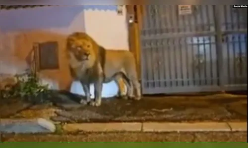 Leão foge de circo e apavora população com 'passeio'; veja vídeo