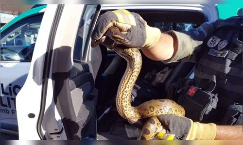 Policia Ambiental captura sucuri dentro de automóvel no Paraná