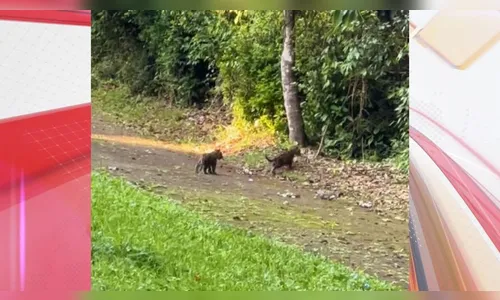 Fotógrafo do PR é surpreendido por filhotes de onça brincando; assista
