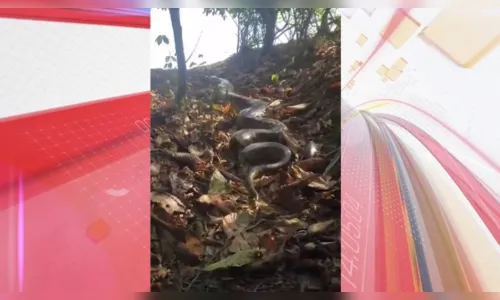 É fake: vídeo de sucuri no Lago Jaboti gera medo em Apucarana