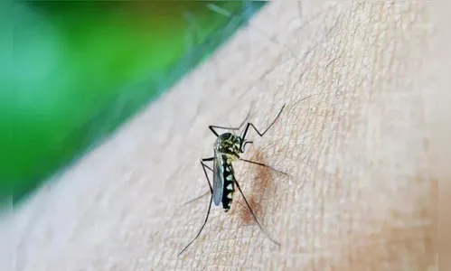 Paraná registra primeira morte por dengue neste período epidemiológico