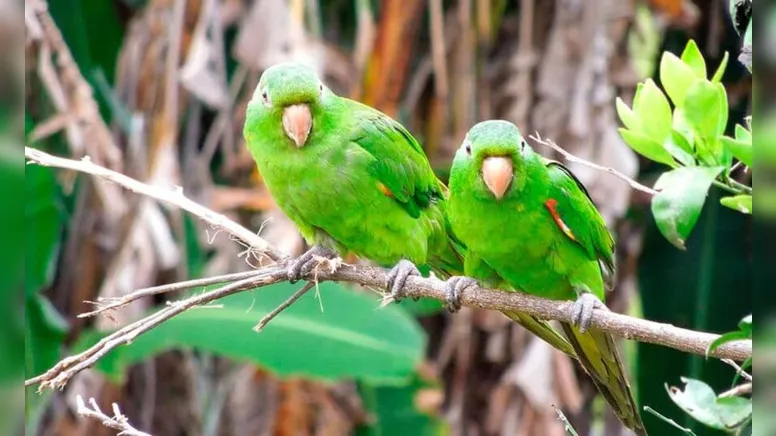 Imagem ilustrativa da notícia Não é fácil aguentar os maritacas