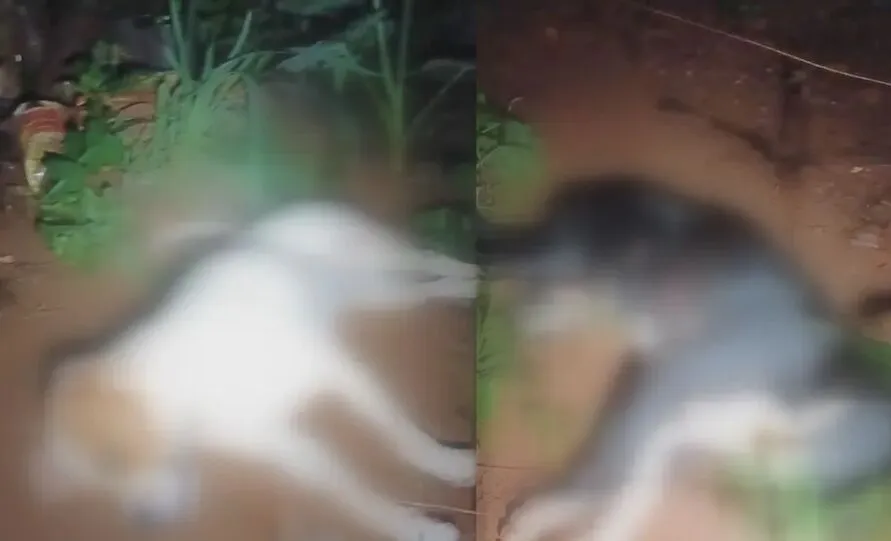 Cães morreram eletrocutados em uma cerca energizada