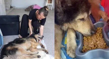 O cachorro Lobo foi enterrado vivo, mas resgatado por uma associação
