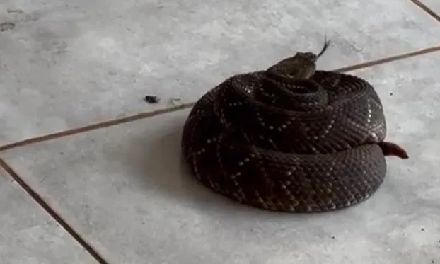 Uma outra moradora do mesmo bairro encontrou um escorpião
