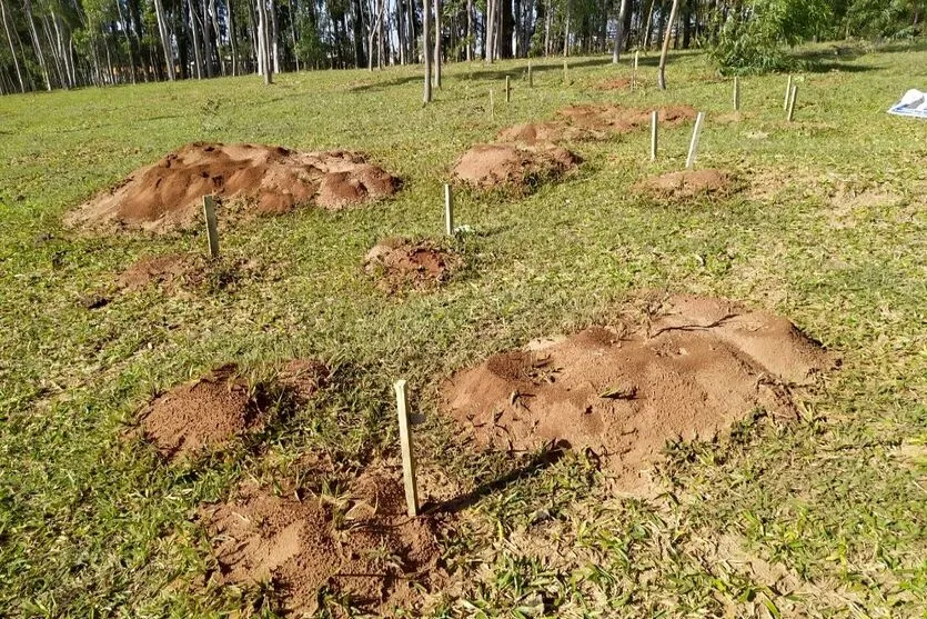 A formiga cortadeira pode atacar e causar danos em diversas áreas