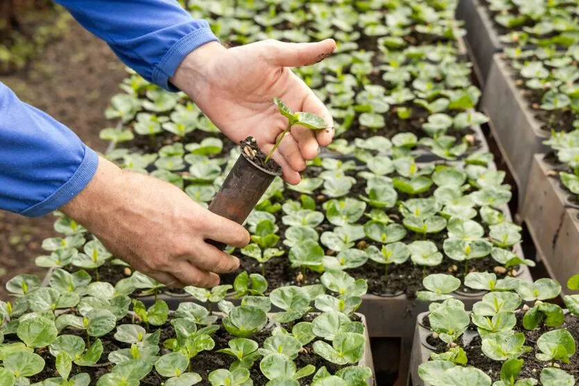 As mudas serão repassadas aos produtores