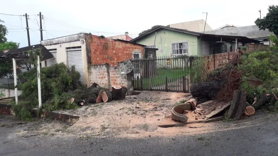 Bombeiros foram até o local para retirar a árvore