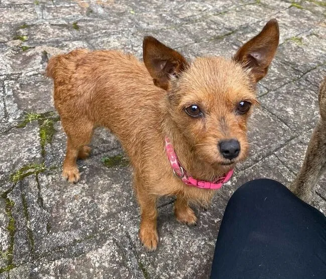 Cachorrinha Cereja morreu após agressão, segundo laudo veterinário