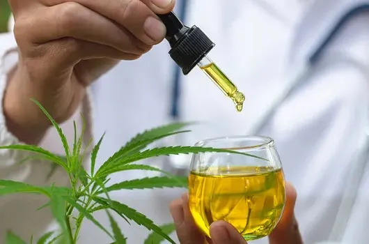 Cannabis medicinal é indicada para tratamento de várias doenças