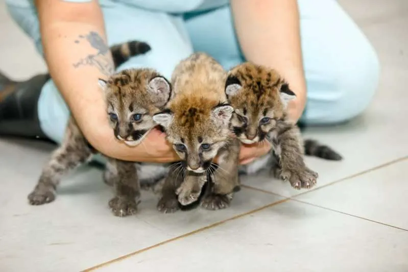 Hospital Veterinário não vai mais acolher animais do IAT; saiba motivo