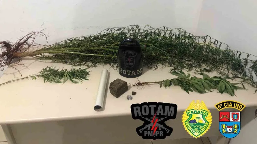 Os pés de maconha foram plantados no quintal da casa