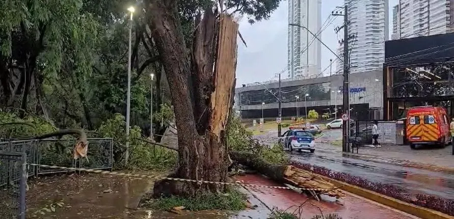 Queda de árvore aconteceu durante temporaç